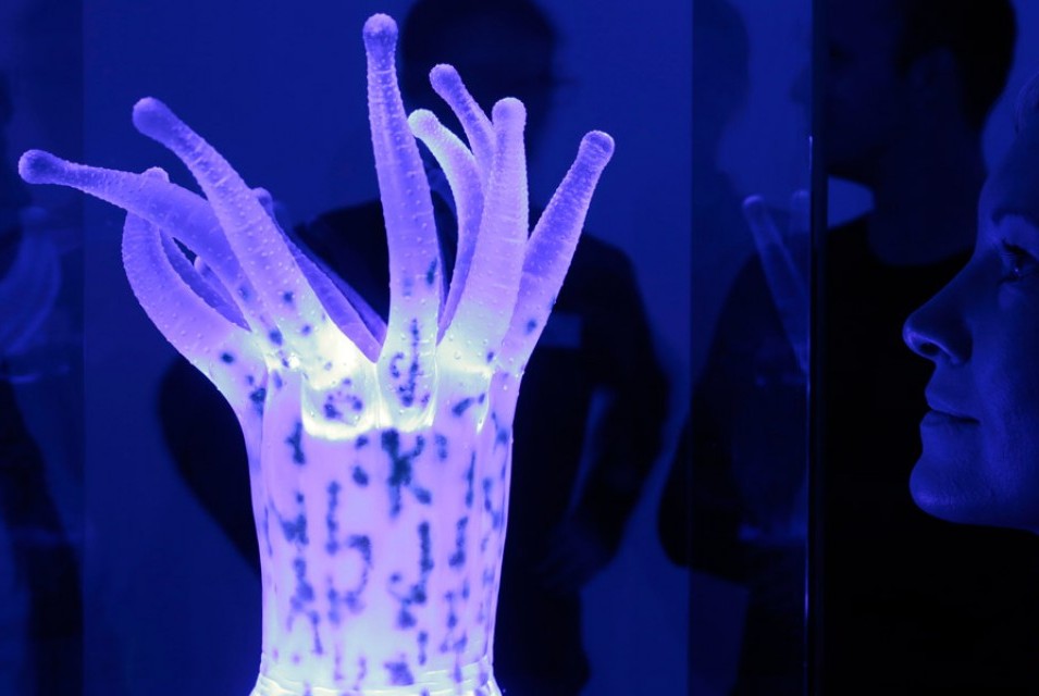 GreatBarrierReef_Polyp_Foto_TomSchulze980x600